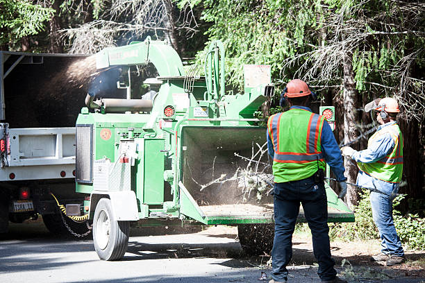 Professional Tree Services in Malakoff, TX