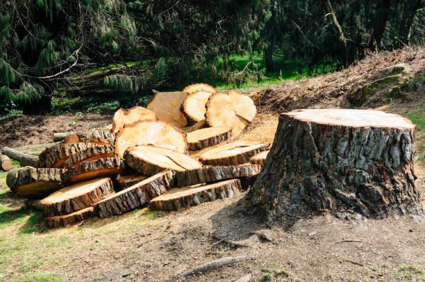 How Our Tree Care Process Works  in  Malakoff, TX